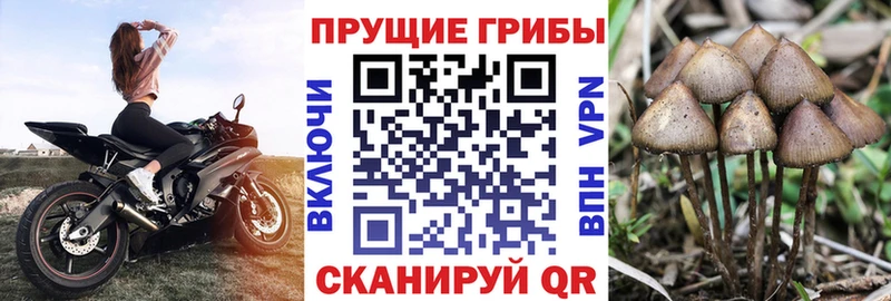 Псилоцибиновые грибы Cubensis  гидра как зайти  Белебей  наркотики 